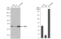 Invitrogen SHP-1 Recombinant Rabbit Monoclonal Antibody (HL20845) 100 &mu;L;