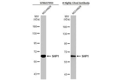 Invitrogen SHP-1 Recombinant Rabbit Monoclonal Antibody (HL20845) 100 &mu;L;