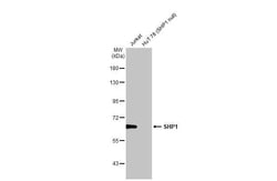 Invitrogen SHP-1 Recombinant Rabbit Monoclonal Antibody (HL20845) 100 &mu;L;