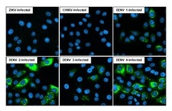 Invitrogen Dengue Virus Type 2/4 Envelope Recombinant Rabbit Monoclonal