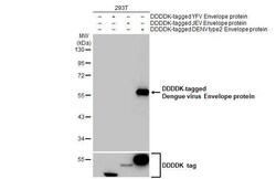 Invitrogen Dengue Virus Type 2/4 Envelope Recombinant Rabbit Monoclonal