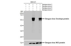 Invitrogen Dengue Virus Type 2/4 Envelope Recombinant Rabbit Monoclonal