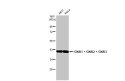 Invitrogen GNAI1/GNAI2/GNAI3 Recombinant Rabbit Monoclonal Antibody (HL2092) 100 &mu;L | Buy Online | Invitrogen&trade; | Fisher Scientific