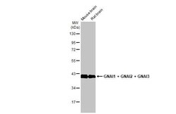 Invitrogen GNAI1/GNAI2/GNAI3 Recombinant Rabbit Monoclonal Antibody (HL2092) 100 &mu;L | Buy Online | Invitrogen&trade; | Fisher Scientific