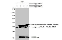 Invitrogen GNAI1/GNAI2/GNAI3 Recombinant Rabbit Monoclonal Antibody (HL2092) 100 &mu;L | Buy Online | Invitrogen&trade; | Fisher Scientific