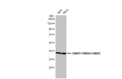 Invitrogen GNAI1/GNAI2/GNAI3 Recombinant Rabbit Monoclonal Antibody (HL2093)