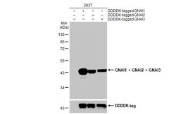 Invitrogen GNAI1/GNAI2/GNAI3 Recombinant Rabbit Monoclonal Antibody (HL2093)