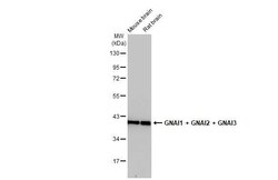 Invitrogen GNAI1/GNAI2/GNAI3 Recombinant Rabbit Monoclonal Antibody (HL2093)
