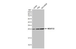 Invitrogen NDUFS3 Recombinant Rabbit Monoclonal Antibody (HL2097) 100 &mu;L | Buy Online | Invitrogen&trade; | Fisher Scientific