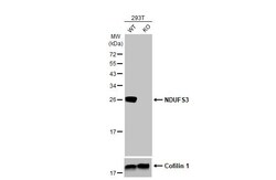 Invitrogen NDUFS3 Recombinant Rabbit Monoclonal Antibody (HL2097) 100 &mu;L | Buy Online | Invitrogen&trade; | Fisher Scientific