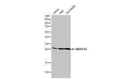 Invitrogen NDUFS3 Recombinant Rabbit Monoclonal Antibody (HL2097) 100 &mu;L | Buy Online | Invitrogen&trade; | Fisher Scientific