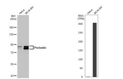 Invitrogen Periostin Recombinant Rabbit Monoclonal Antibody (HL2112) 100 &mu;L | Buy Online | Invitrogen&trade; | Fisher Scientific
