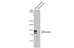 Invitrogen Periostin Recombinant Rabbit Monoclonal Antibody (HL2112) 100 &mu;L | Buy Online | Invitrogen&trade; | Fisher Scientific