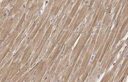 Invitrogen TUFM Recombinant Rabbit Monoclonal Antibody (HL2117) 100 &mu;L | Buy Online | Invitrogen&trade; | Fisher Scientific