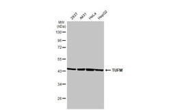 Invitrogen TUFM Recombinant Rabbit Monoclonal Antibody (HL2117) 100 &mu;L | Buy Online | Invitrogen&trade; | Fisher Scientific