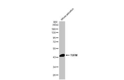 Invitrogen TUFM Recombinant Rabbit Monoclonal Antibody (HL2117) 100 &mu;L | Buy Online | Invitrogen&trade; | Fisher Scientific