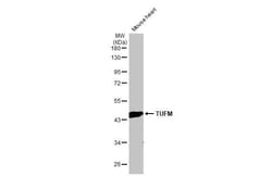 Invitrogen TUFM Recombinant Rabbit Monoclonal Antibody (HL2117) 100 &mu;L | Buy Online | Invitrogen&trade; | Fisher Scientific