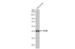 Invitrogen TUFM Recombinant Rabbit Monoclonal Antibody (HL2117) 100 &mu;L | Buy Online | Invitrogen&trade; | Fisher Scientific
