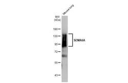 Invitrogen SEMA6A Recombinant Rabbit Monoclonal Antibody (HL2120) 100 &mu;L;