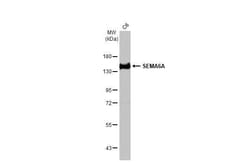 Invitrogen SEMA6A Recombinant Rabbit Monoclonal Antibody (HL2120) 100 &mu;L;