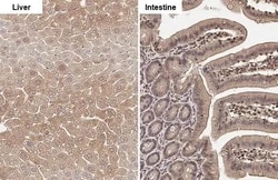 Invitrogen FDPS Recombinant Rabbit Monoclonal Antibody (HL2123) 100 &mu;L;