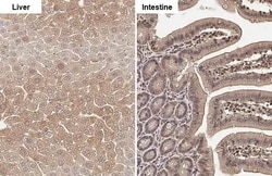 FDPS Recombinant Rabbit Monoclonal Antibody (HL2123), Invitrogen&trade; 100 &mu;L; Unconjugated 