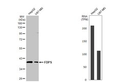 FDPS Recombinant Rabbit Monoclonal Antibody (HL2123), Invitrogen&trade; 100 &mu;L; Unconjugated 