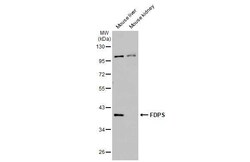 FDPS Recombinant Rabbit Monoclonal Antibody (HL2123), Invitrogen&trade; 100 &mu;L; Unconjugated 