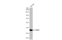 Invitrogen FDPS Recombinant Rabbit Monoclonal Antibody (HL2123) 100 &mu;L;