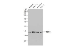 FDPS Recombinant Rabbit Monoclonal Antibody (HL2123), Invitrogen&trade; 100 &mu;L; Unconjugated 