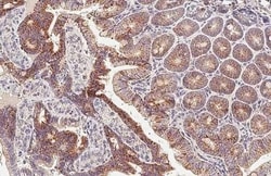 GluD1/GluD2 Recombinant Rabbit Monoclonal Antibody (HL2124), Invitrogen