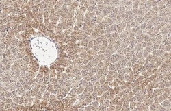 GluD1/GluD2 Recombinant Rabbit Monoclonal Antibody (HL2124), Invitrogen