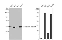GluD1/GluD2 Recombinant Rabbit Monoclonal Antibody (HL2124), Invitrogen