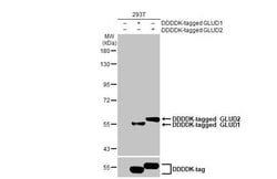 GluD1/GluD2 Recombinant Rabbit Monoclonal Antibody (HL2124), Invitrogen