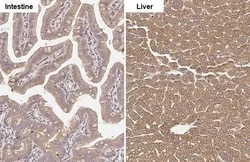 Invitrogen GluD1/GluD2 Recombinant Rabbit Monoclonal Antibody (HL2125)