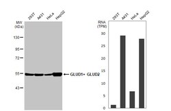 Invitrogen GluD1/GluD2 Recombinant Rabbit Monoclonal Antibody (HL2125)