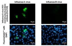 Invitrogen Influenza A H1N1 HA (A/California/07/2009) Recombinant Rabbit