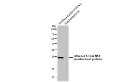 Invitrogen Influenza A H1N1 HA (A/California/07/2009) Recombinant Rabbit