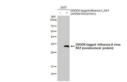 Invitrogen Influenza A H1N1 HA (A/California/07/2009) Recombinant Rabbit