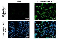 Invitrogen GSX2 Recombinant Rabbit Monoclonal Antibody (HL2135) 100 &mu;L;
