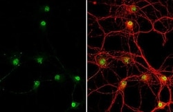 Invitrogen GSX2 Recombinant Rabbit Monoclonal Antibody (HL2135) 100 &mu;L;