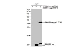 Invitrogen GSX2 Recombinant Rabbit Monoclonal Antibody (HL2135) 100 &mu;L;