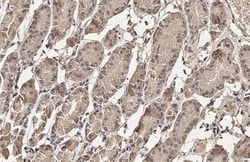 Invitrogen Pepsinogen I Recombinant Rabbit Monoclonal Antibody (HL2137)