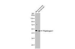 Invitrogen Pepsinogen I Recombinant Rabbit Monoclonal Antibody (HL2137)
