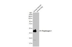 Invitrogen Pepsinogen I Recombinant Rabbit Monoclonal Antibody (HL2137)