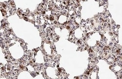 Invitrogen Annexin A1 Recombinant Rabbit Monoclonal Antibody (HL2141) 100