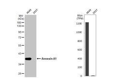 Invitrogen Annexin A1 Recombinant Rabbit Monoclonal Antibody (HL2141) 100