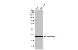 Invitrogen Annexin A1 Recombinant Rabbit Monoclonal Antibody (HL2141) 100