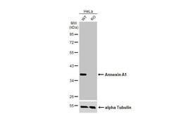 Invitrogen Annexin A1 Recombinant Rabbit Monoclonal Antibody (HL2141) 100