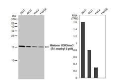 Invitrogen Histone H3K9me3 (Tri-methyl Lys9) Recombinant Rabbit Monoclonal